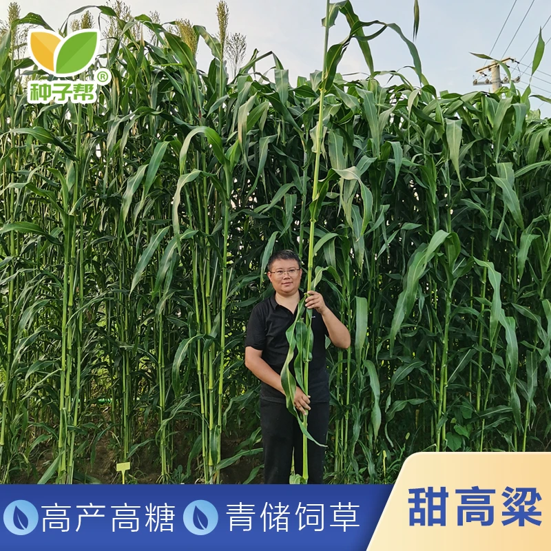 牧草甜高粱种子春夏播种养殖牛羊多次收割青储青饲兼用型优质高产
