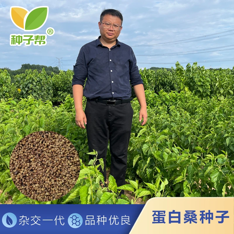 草本蛋白桑种子优质杂交桑丰驰耐旱抗寒易收割改善肉质降低料肉比