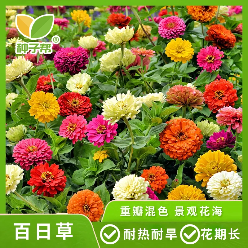 百日草种子庭院花种道路景观阳台盆栽花卉种籽喜暖向阳开花不断