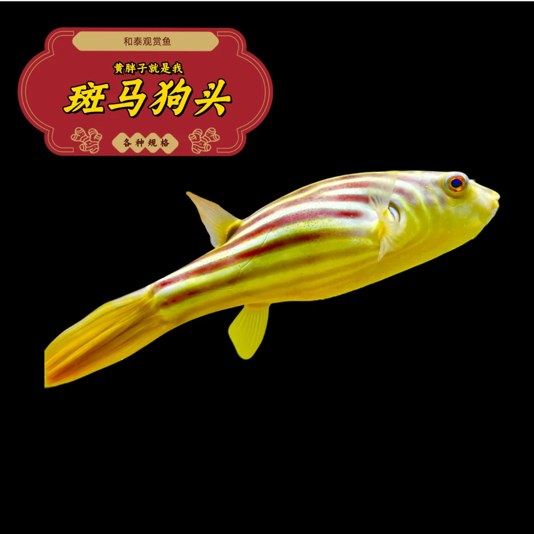 非洲进口斑马狗头鱼淡水河豚凶猛热带鱼观赏鱼活饲养混养毛毛皇冠