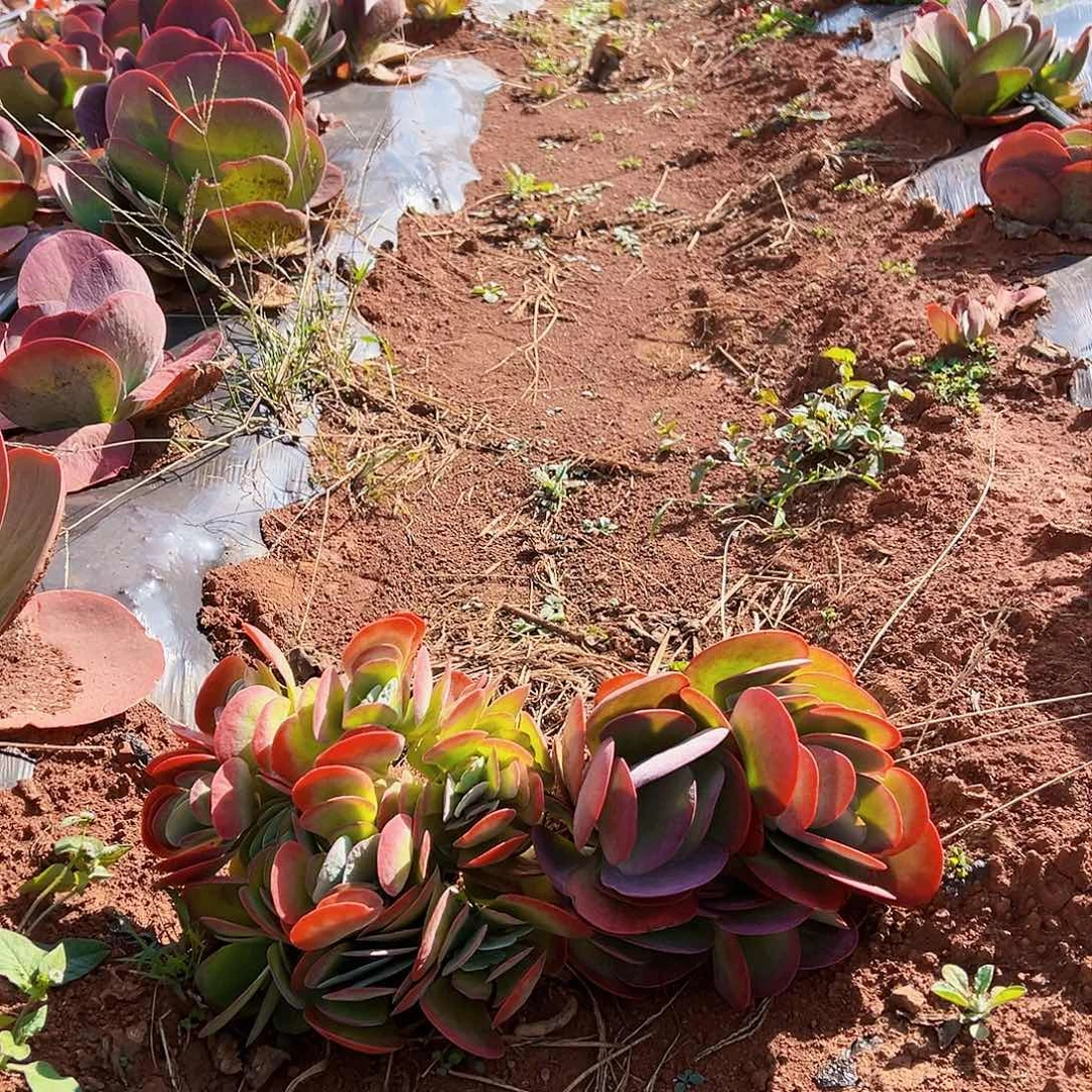 多肉植物多头小叶唐印
