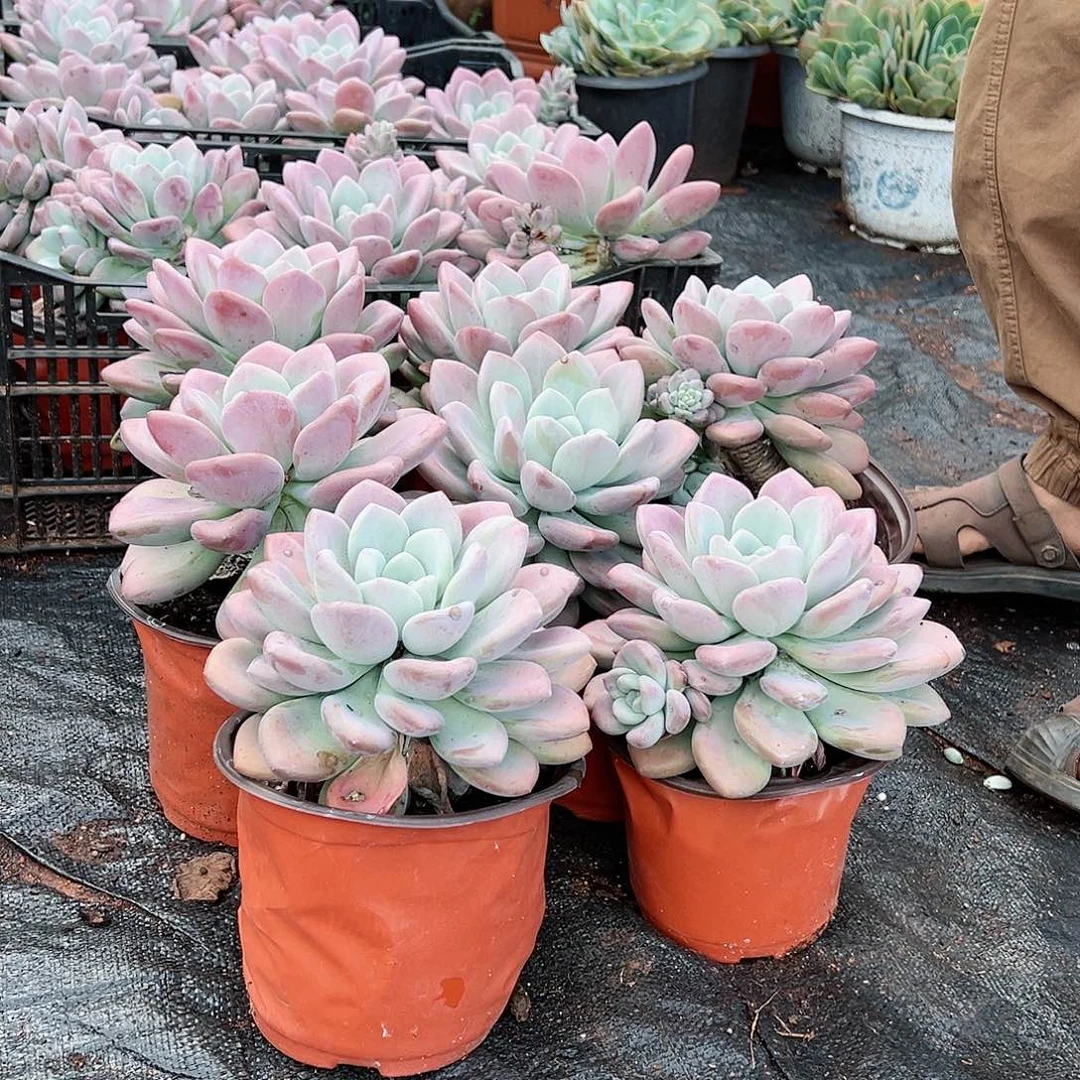 多肉植物奥普单头