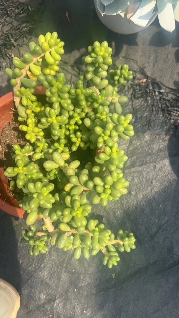 肖肖多肉植物绿龟卵