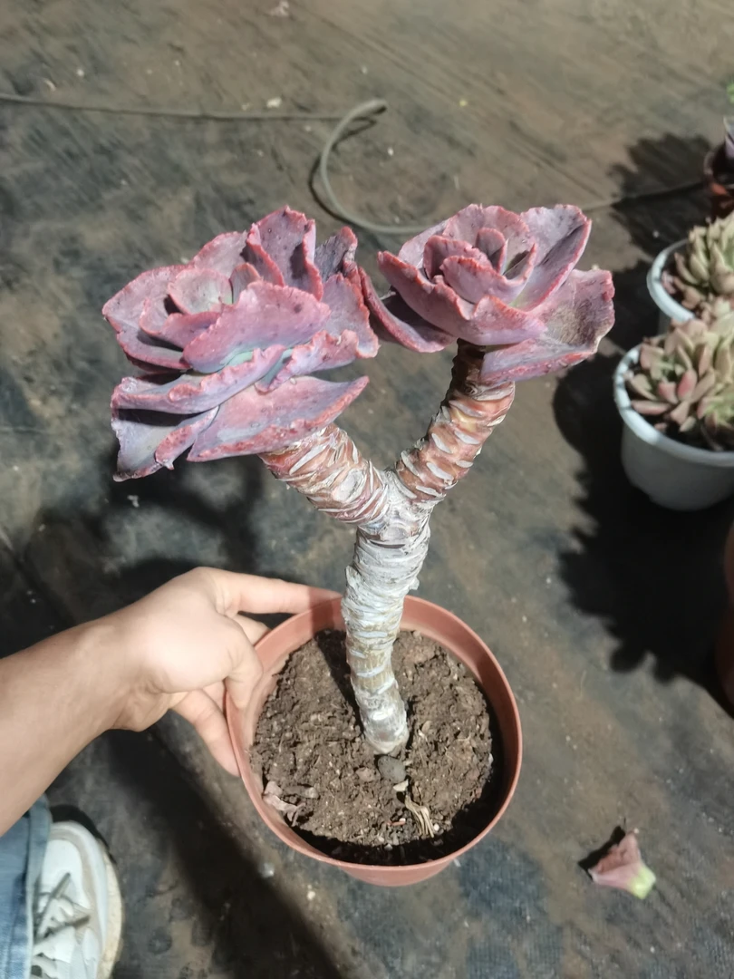 肖肖多肉植物高桩秀妍单头