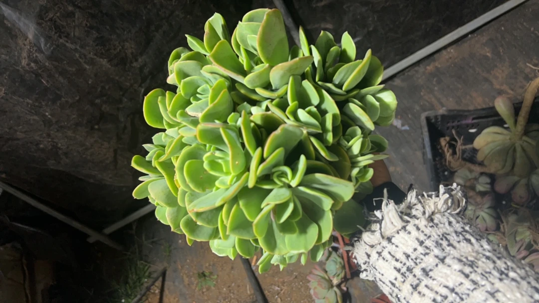 肖肖多肉植物克利斯丁