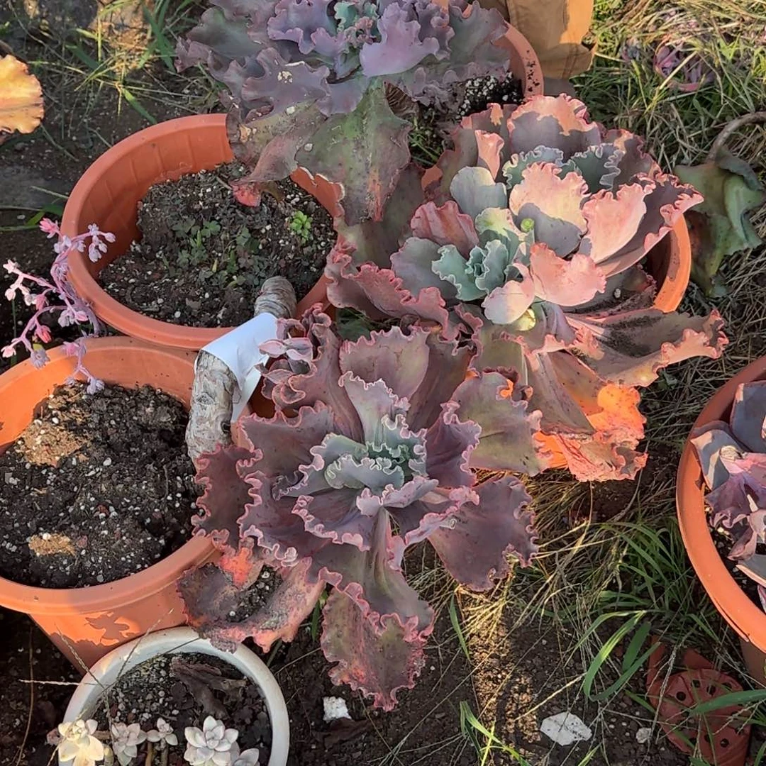 ?***?三颗包菜，发快递包邮