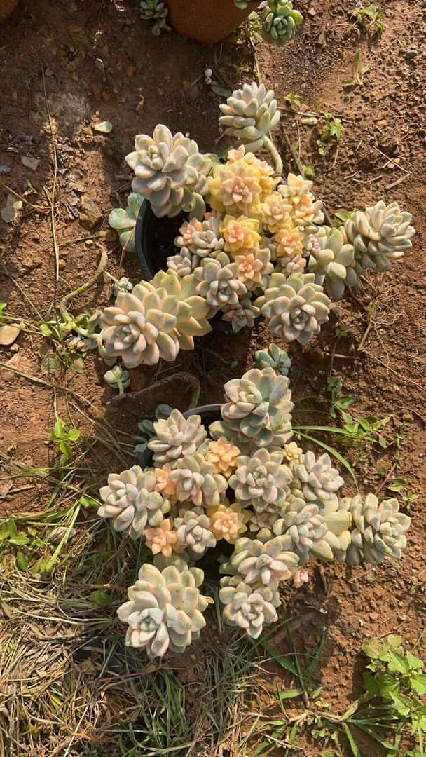 肖肖多肉植物美信锦