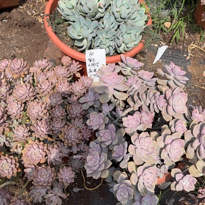 紫乐，阿伦培，灰姑娘发物流不包邮，乡镇邮费会高点