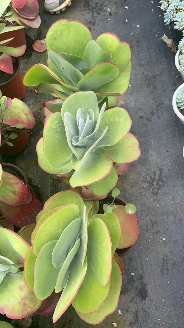 肖肖多肉植多头唐印