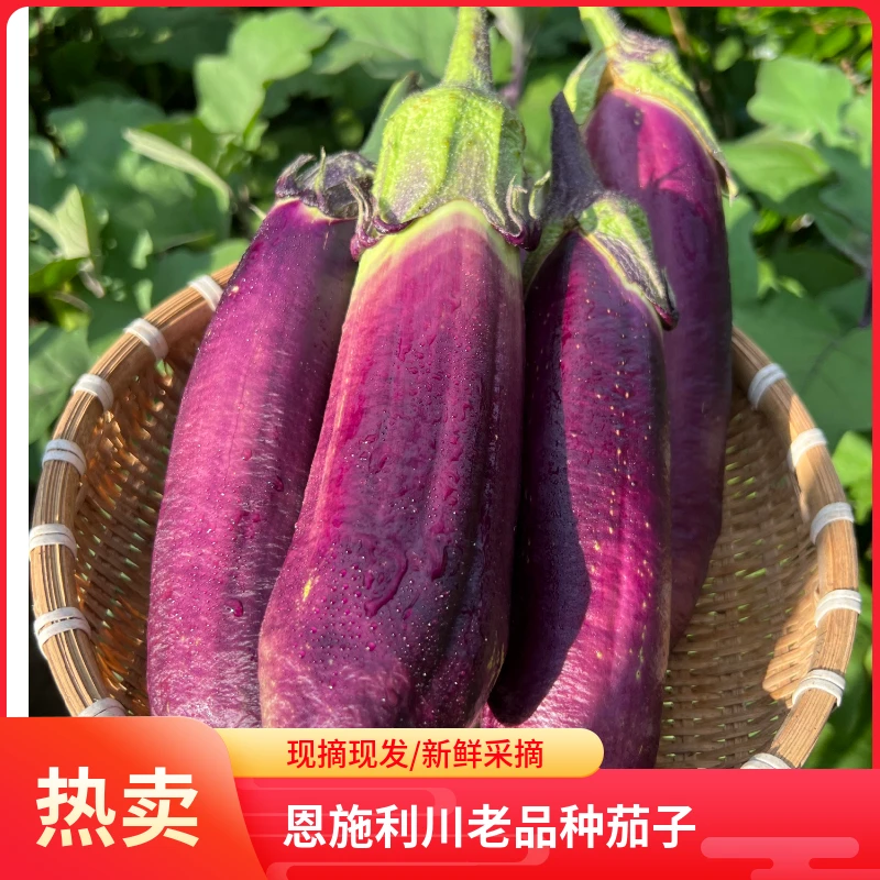 恩施利川农家自种老品种土茄子现摘现发无化肥无农残三斤五斤