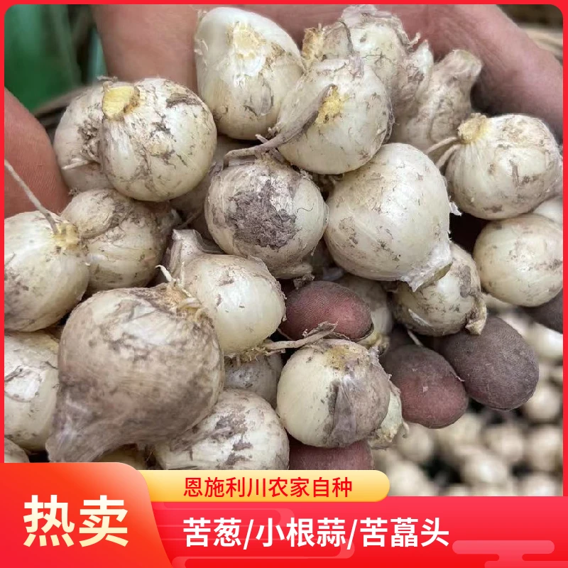 恩施高山苦葱头新鲜苦藠小根蒜团葱苦茭头小蒜头农家自种1斤包邮