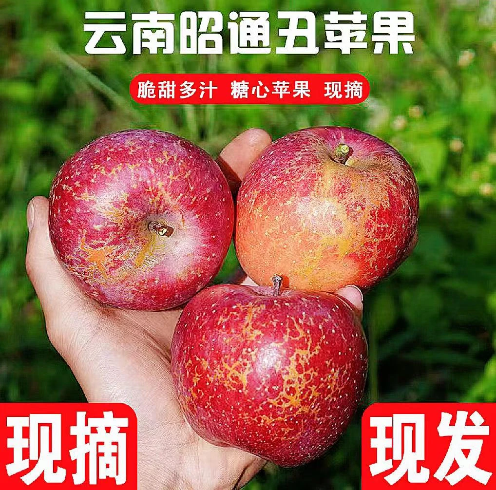云南昭通市丑苹果正宗冰糖心苹果新鲜水果当季整箱红富士萍果