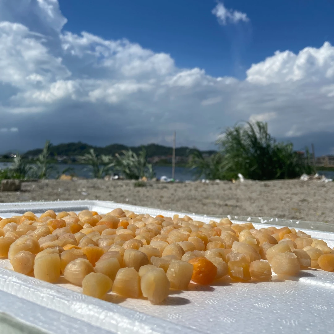 广东饶平干货特产干贝瑶柱天然鲜甜250-500克食用