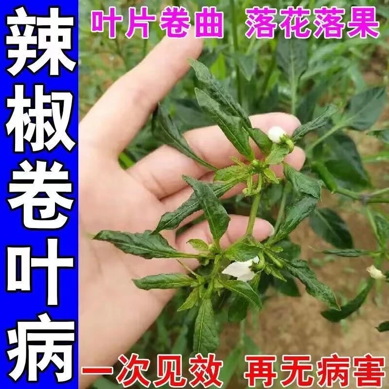 【辣椒专用】辣椒全治卷叶烂尖烂根炭疽病特效农药辣椒叶面肥