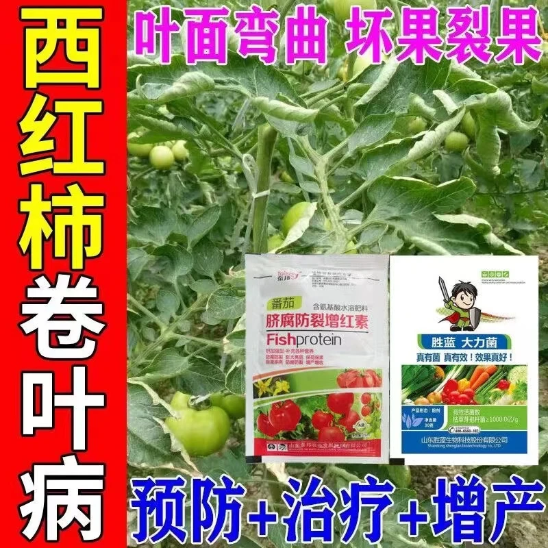 番茄卷叶西红柿病毒病专用卷叶裂果脐腐病特效药番茄猛长膨大增红