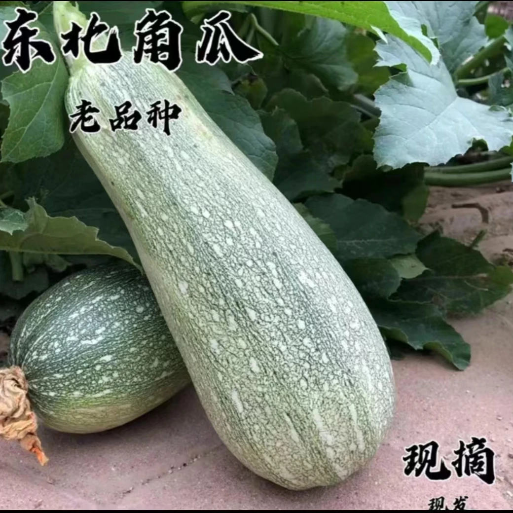东北榆树大西葫芦4.5斤至5斤之间包邮角瓜