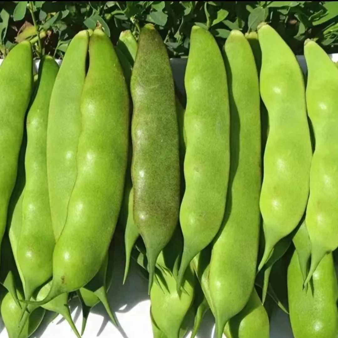 【顺丰包邮】东北榆树紫花油豆角