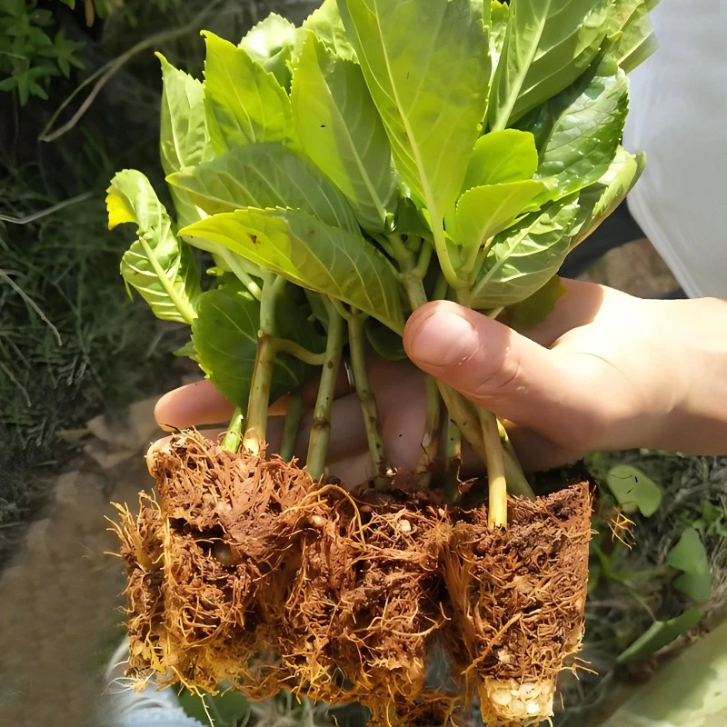 云南绣球花苗无尽夏小苗盆栽花卉庭院易栽种耐寒耐晒四季开花绿植