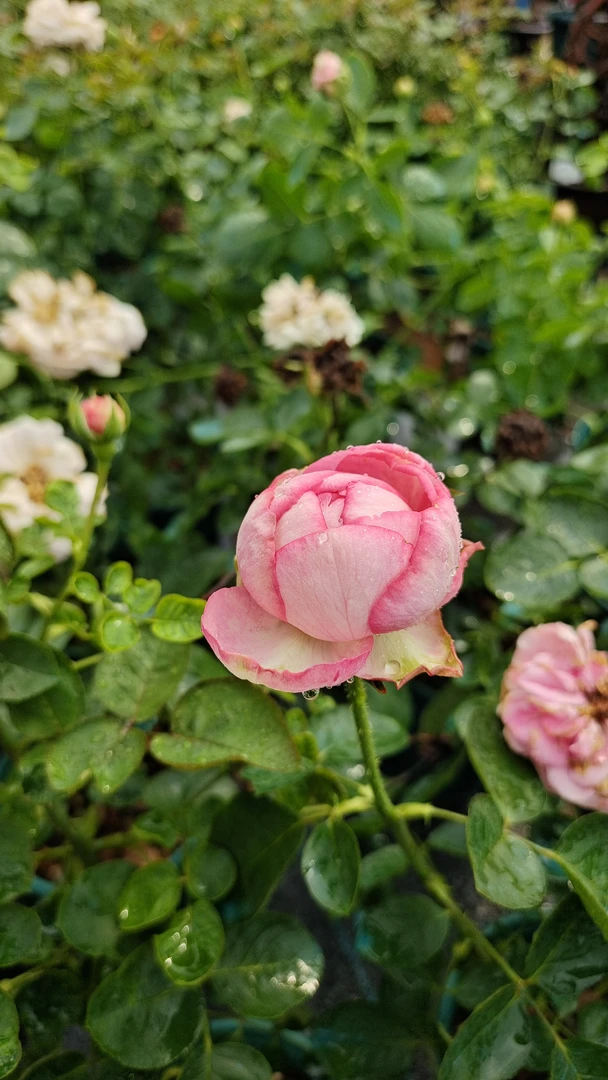 维洛言熙园艺 白伯爵芽变