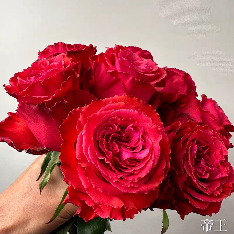 维洛言熙园艺  24年新品 帝王/烫头红 切花玫瑰 月季根接苗