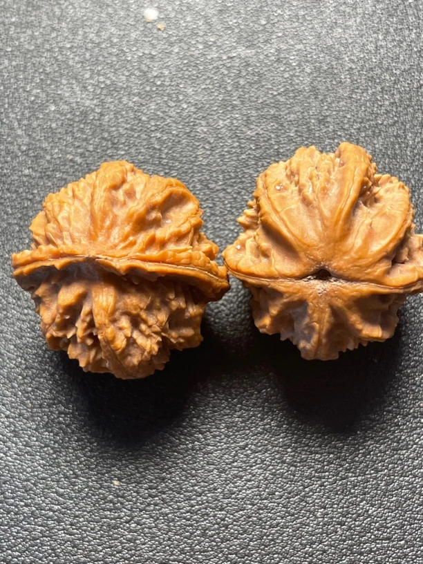 小手捻小核桃野生小手捻小楸子大粗筋