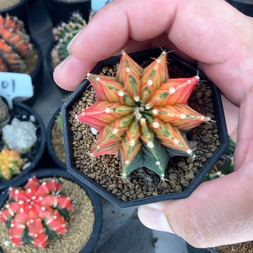 【闪购商品】虎斑肋骨锦一物一拍实生