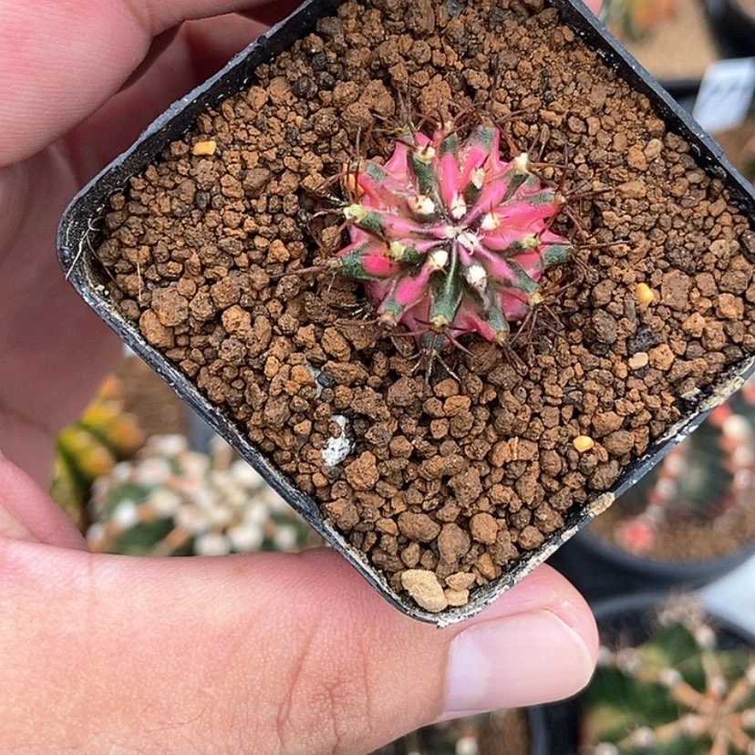 【闪购商品】日本粉侧芽一物