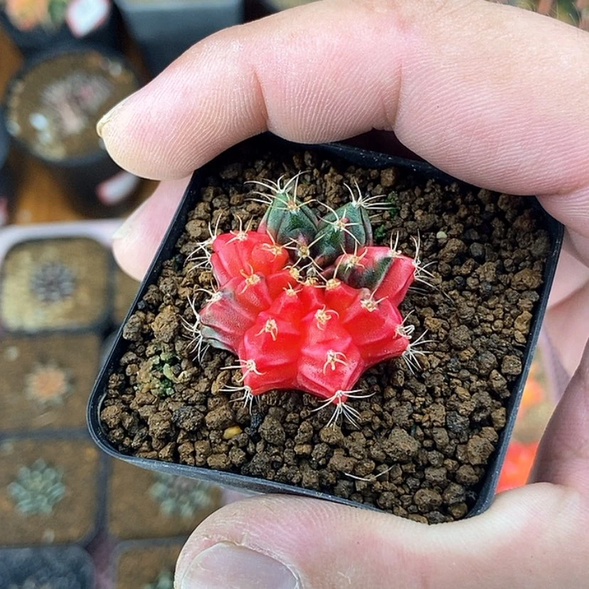 【闪购商品】血腥玛丽一物一拍