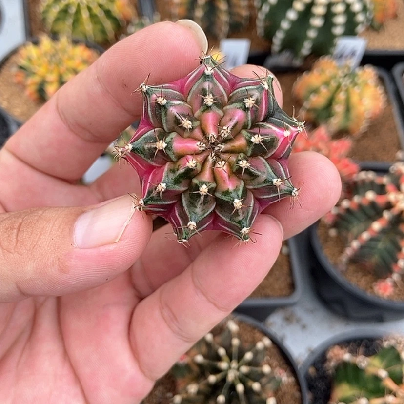 【闪购商品】实生粉钻后代一物一拍