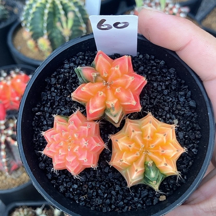 【闪购商品】实生打包3颗一物一拍