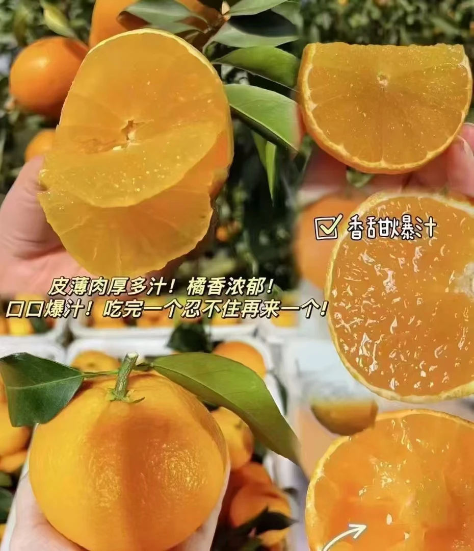 【整装】果冻橙 2-3个 500克左右