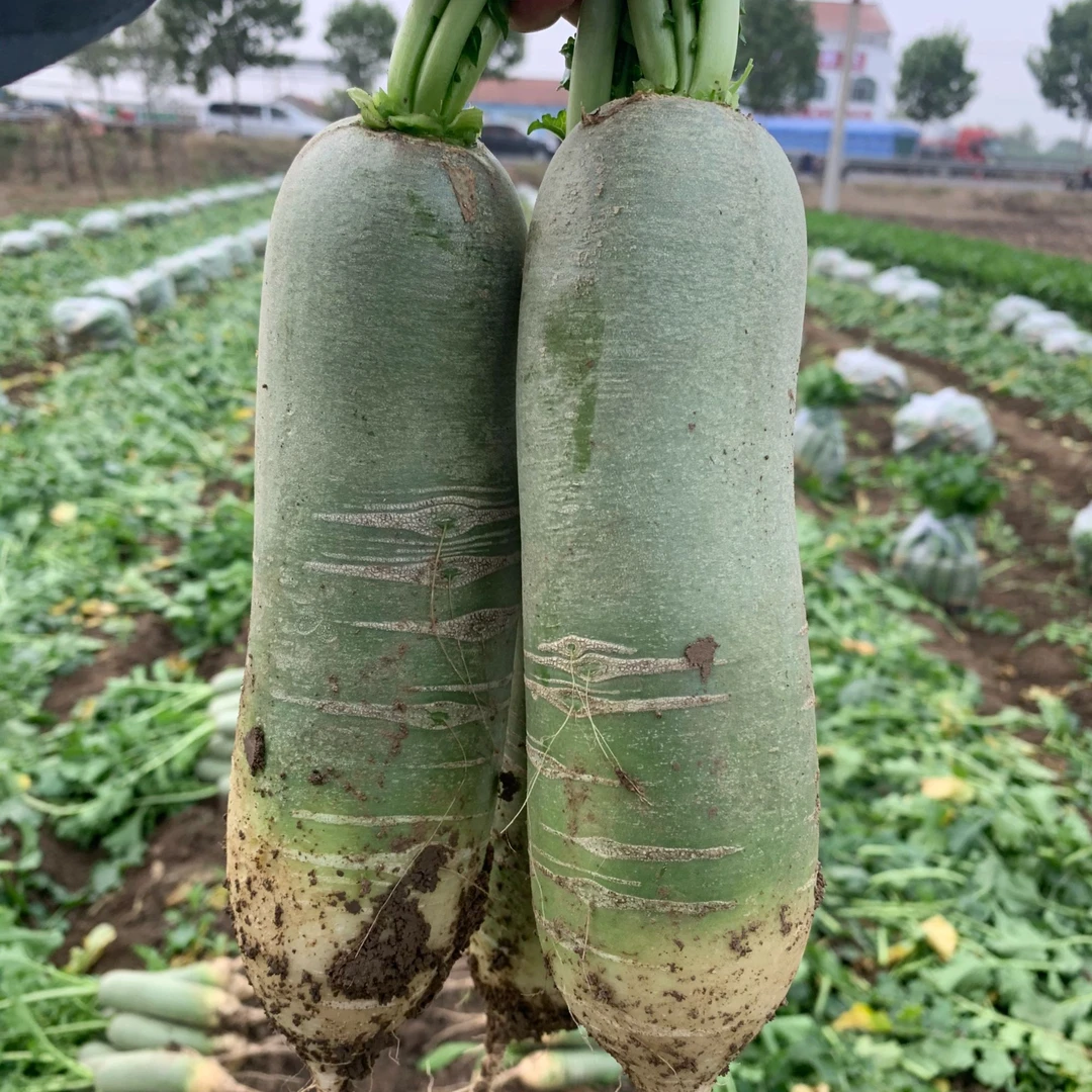 水果零食萝卜3斤/5斤9斤唐墩墩椒麻双脆椒麻双脆