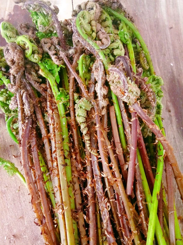 大山里的猴腿菜包邮