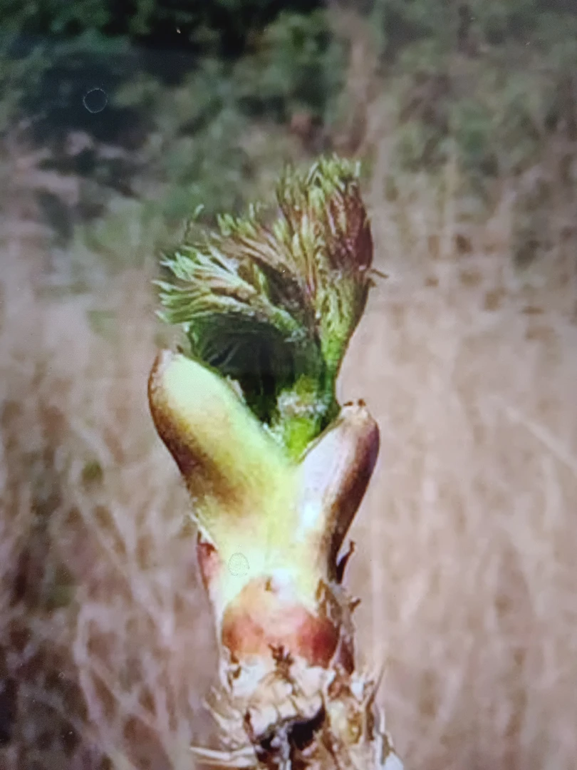 东北野生刺老芽3斤包邮