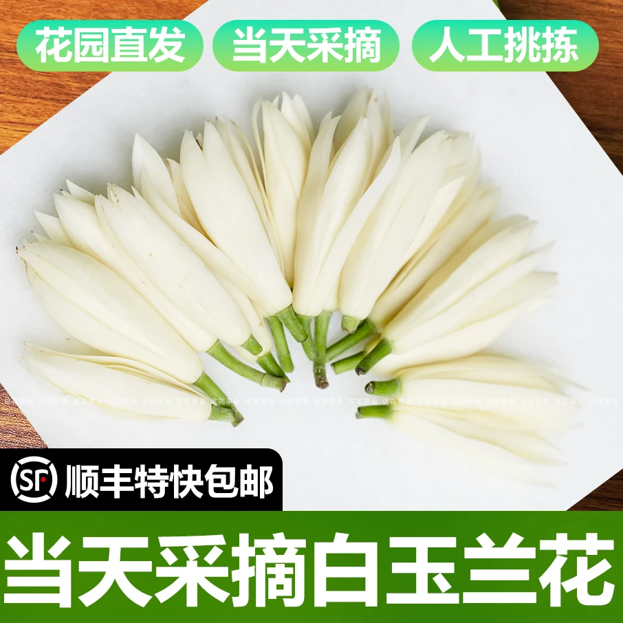 白玉兰新鲜采摘玉兰花浓香花香黄角兰挂饰 顺丰特快保鲜发货