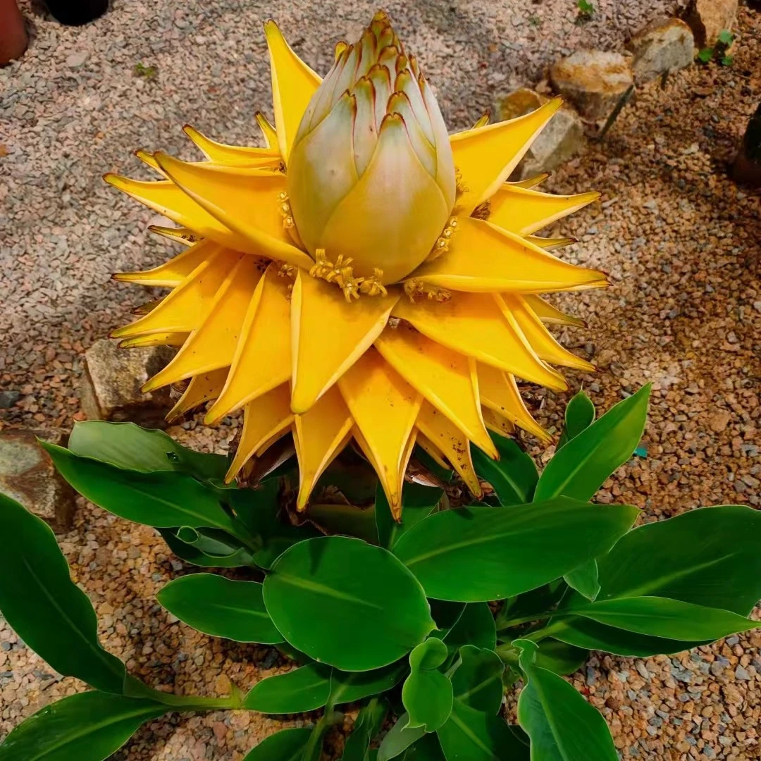 云南地涌金莲大型名贵花卉四季超长花期耐寒耐热易活带花发货