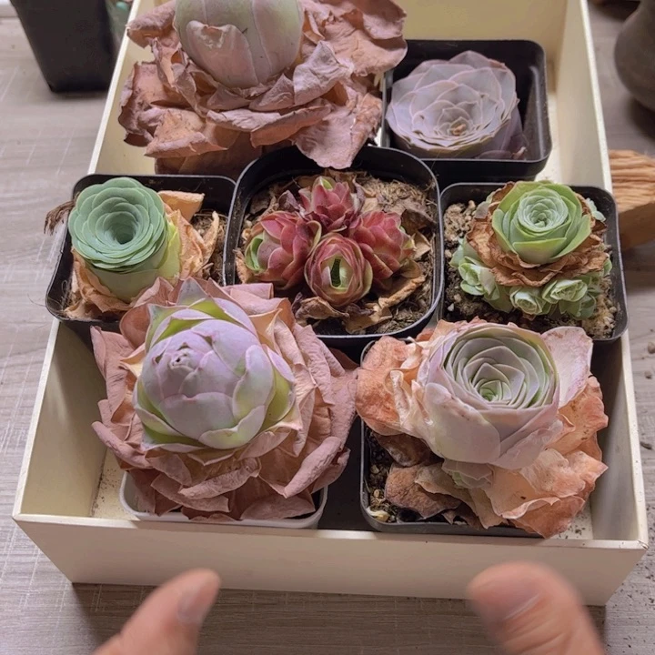 0000023量拍到手7颗