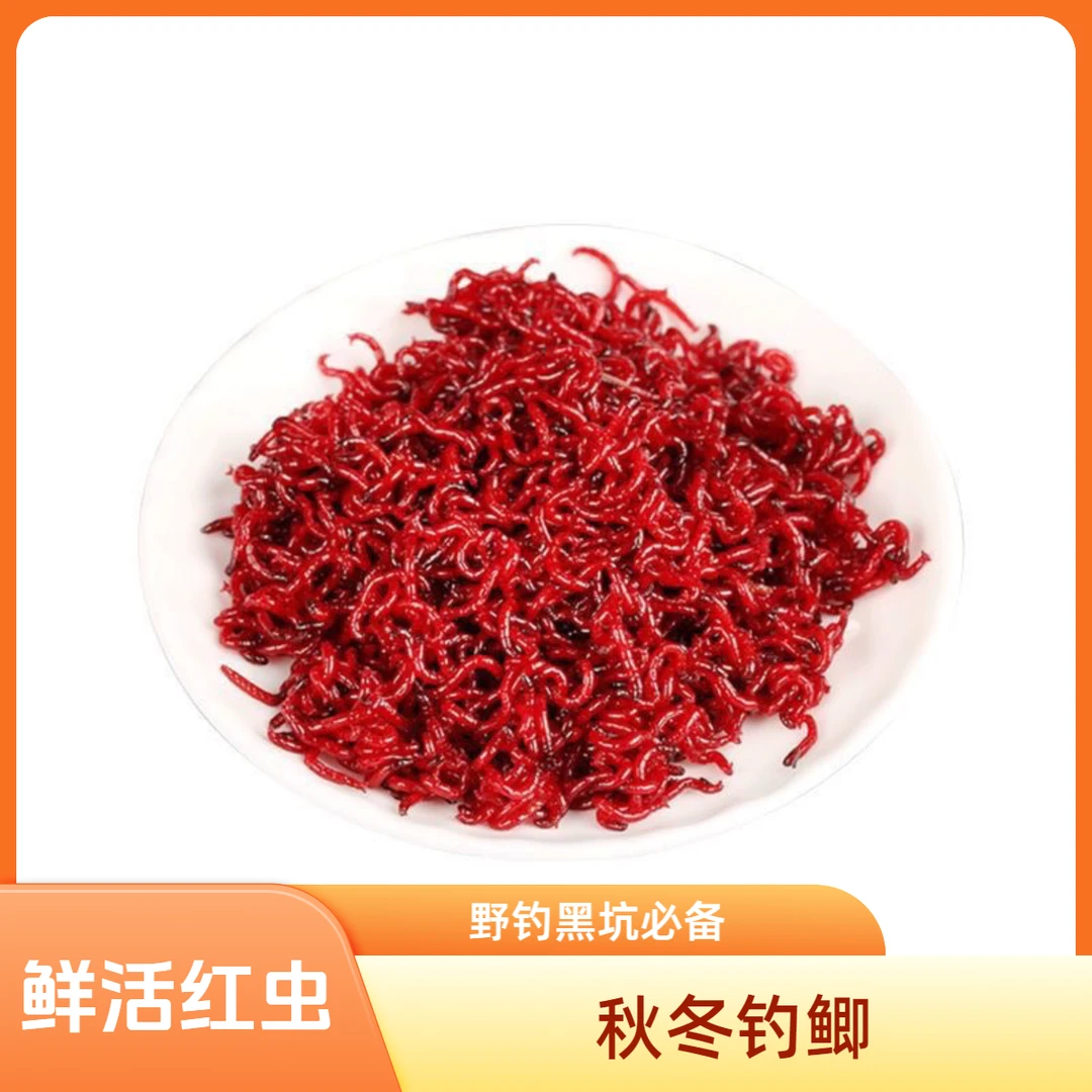 鲜活黑坑拉饵秋冬野钓鲫鱼饵料特大皮筋挂钩红虫活饵红虫红虫拉饵