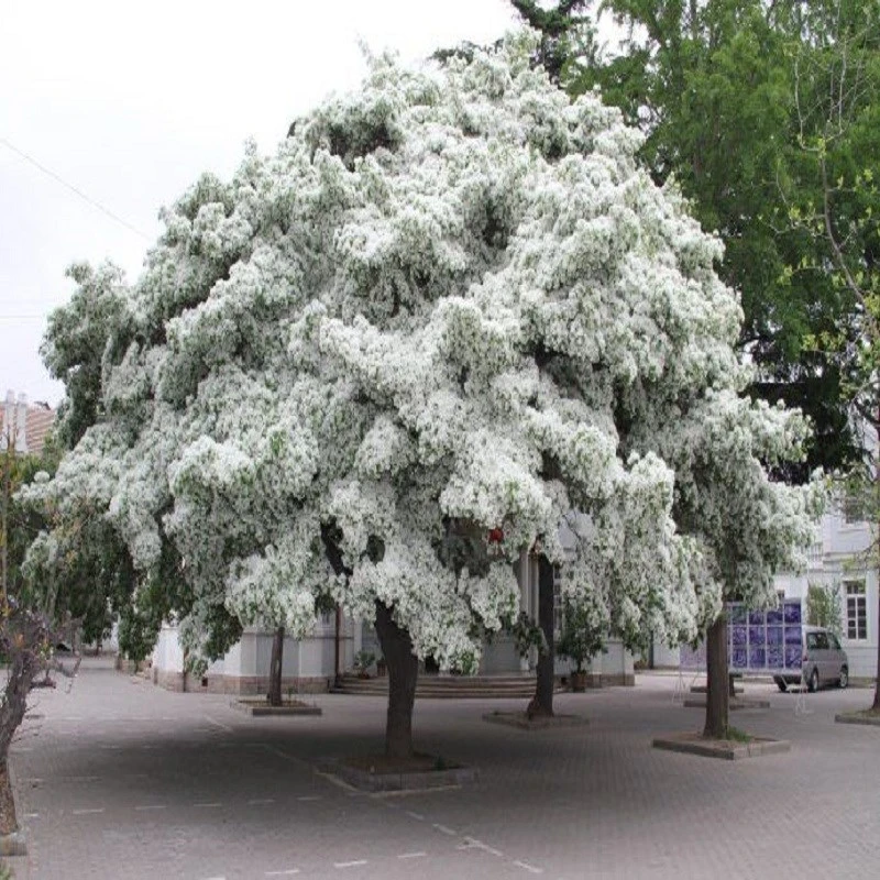 流苏树苗 流苏小苗流苏花苗盆栽嫁接桂花母本油根子流苏庭院绿化