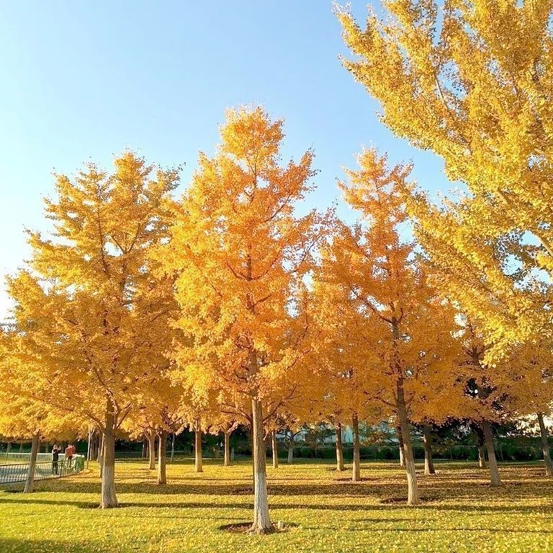 金叶银杏树活苗白果树苗占地拆迁银杏树苗名贵庭院风景树彩色苗木