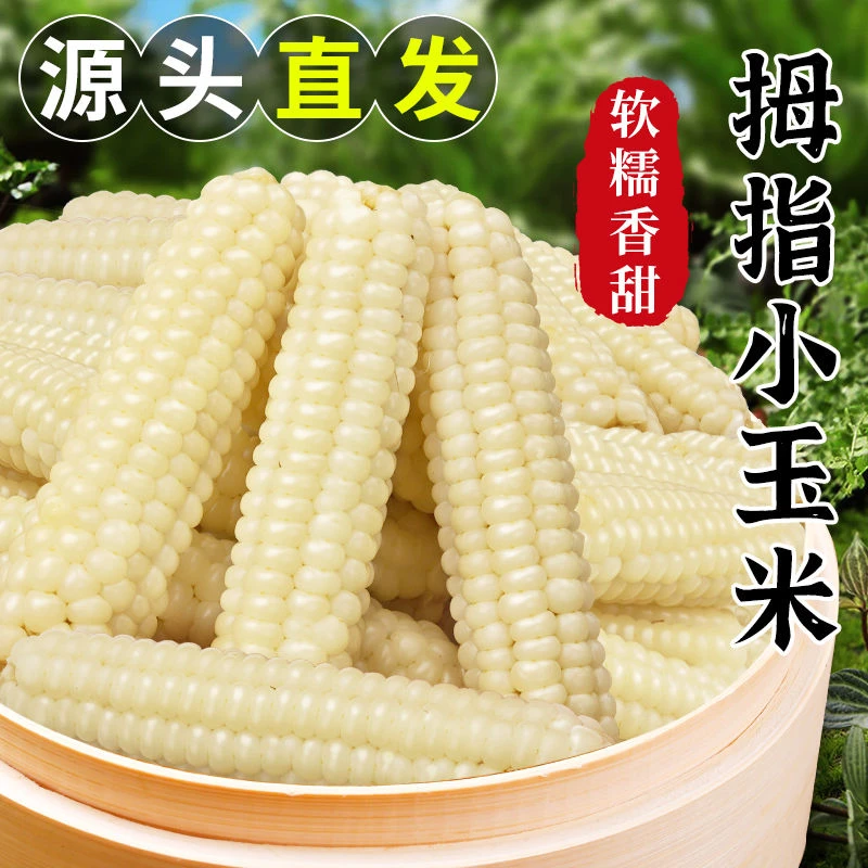【商城好物推荐】云南西双版纳拇指玉米新鲜香糯