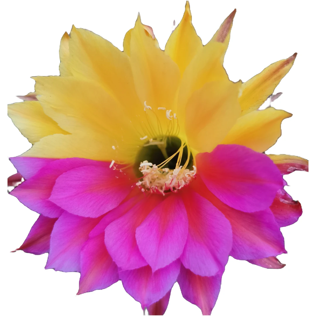 阳台栽培仙人球彩草易开花庭院春夏自根耐旱盆栽基地仙人掌科