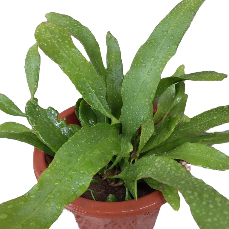 易养护阳台高档盆栽印尼小叶昙花白色 姬月下美人