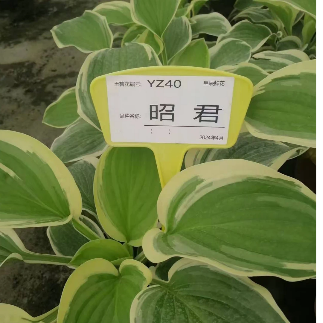 玉簪多年生草本开花植物盆栽耐旱耐寒零下20度可以过冬