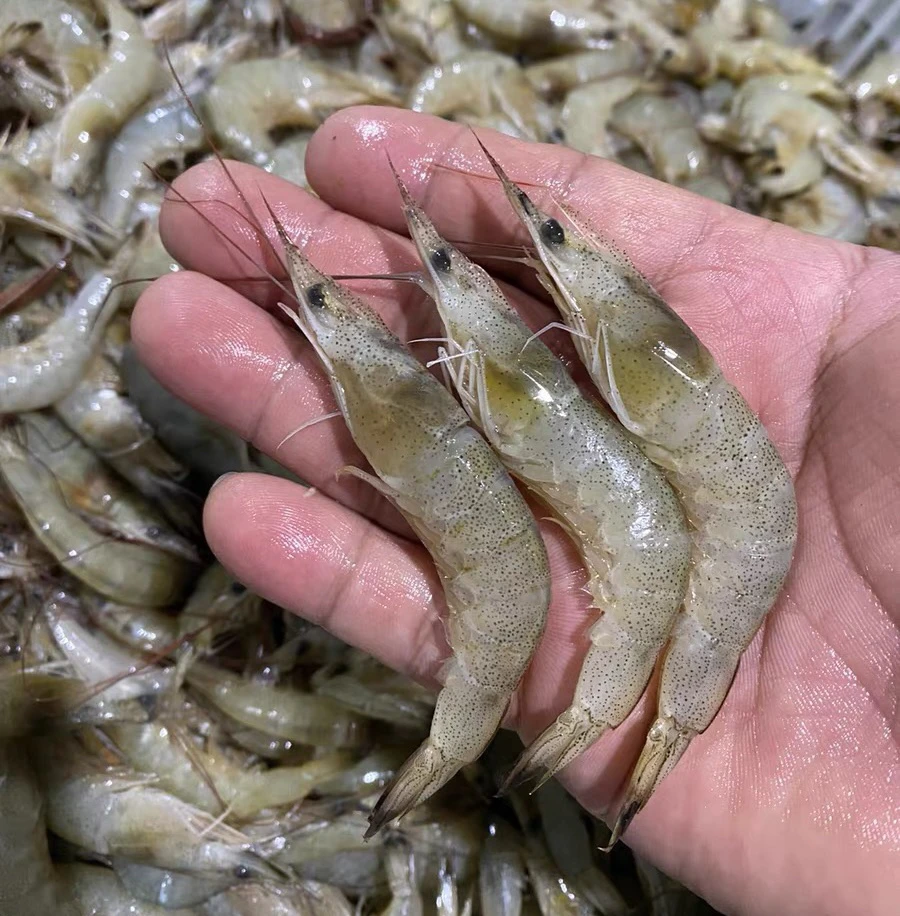 野生羊毛虾(4斤)明虾 水冻白虾 码头直发G