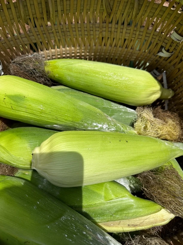 婆婆家的黑玉米（农家自己种的）