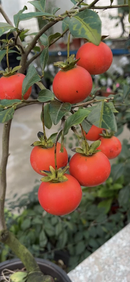 金弹子直播间一物一拍no退no换