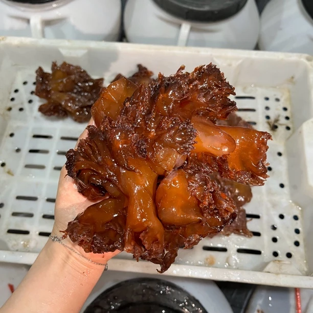 吕四海鲜特产 野生海蜇整头 海蜇头红蛰头 口感鲜脆 6斤 12斤