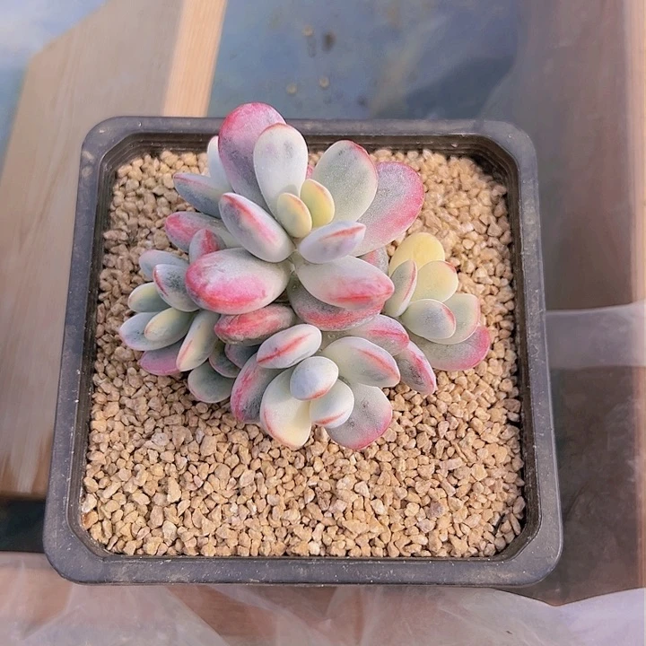 奔****圆我的小可爱们都好