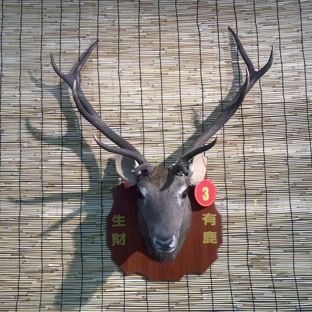 【3号】岩哥鹿头壁挂直播专属连接